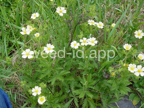 cinquefoil, sulfur
